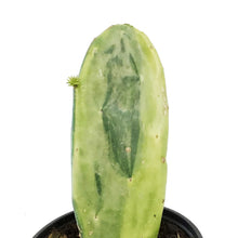 Load image into Gallery viewer, Cactus, 4in, Prickly PearVariegated