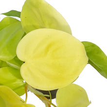Load image into Gallery viewer, Philodendron, 4in, Lemon Cordatum