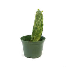 Load image into Gallery viewer, Cactus, 6in, Prickly PearVariegated