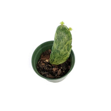 Load image into Gallery viewer, Cactus, 6in, Prickly PearVariegated