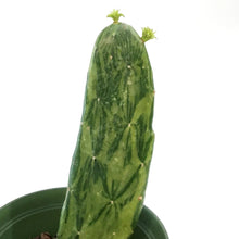 Load image into Gallery viewer, Cactus, 6in, Prickly PearVariegated