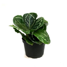 Load image into Gallery viewer, Calathea, 6in, Green Beauty