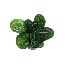 Load image into Gallery viewer, Calathea, 6in, Green Beauty