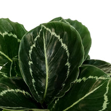 Load image into Gallery viewer, Calathea, 6in, Green Beauty