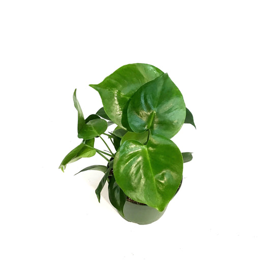Monstera, 6in,