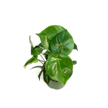 Load image into Gallery viewer, Monstera, 6in,