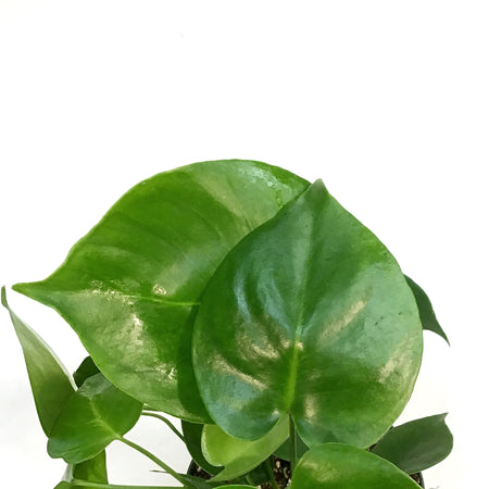 Monstera, 6in,