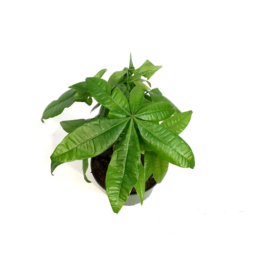 Money Tree, 6in, HarleyBraid