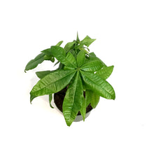Load image into Gallery viewer, Money Tree, 6in, HarleyBraid