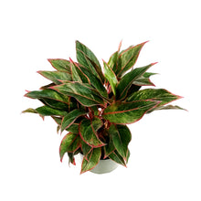 Load image into Gallery viewer, Aglaonema, 8in, Siam Red