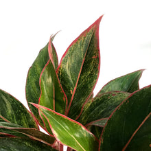Load image into Gallery viewer, Aglaonema, 8in, Siam Red