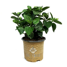 Load image into Gallery viewer, Hibiscus, 8in, Hollywood