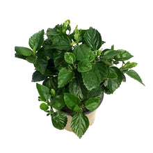 Load image into Gallery viewer, Hibiscus, 8in, Hollywood