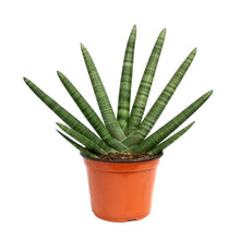 Load image into Gallery viewer, Sansevieria, 8in, Boncel