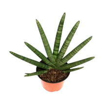 Load image into Gallery viewer, Sansevieria, 8in, Boncel