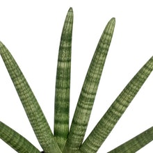 Load image into Gallery viewer, Sansevieria, 8in, Boncel