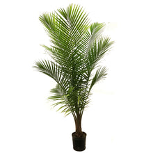 Load image into Gallery viewer, Palm, 10in, Majesty
