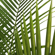 Load image into Gallery viewer, Palm, 10in, Majesty