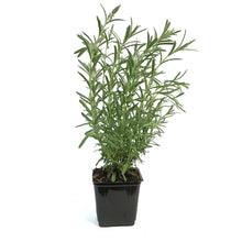 Load image into Gallery viewer, Lavender, 4in, Anouk
