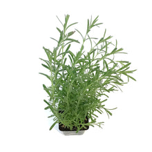 Load image into Gallery viewer, Lavender, 4in, Anouk