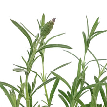 Load image into Gallery viewer, Lavender, 4in, Anouk