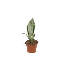 Load image into Gallery viewer, Sansevieria, 2.5in, Hahnii Snow White