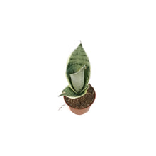 Load image into Gallery viewer, Sansevieria, 2.5in, Hahnii Snow White