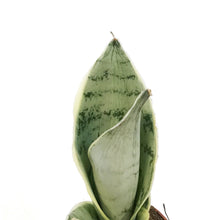 Load image into Gallery viewer, Sansevieria, 2.5in, Hahnii Snow White