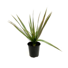 Load image into Gallery viewer, Dracaena, 3.5in, Bicolor