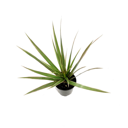 Dracaena, 3.5in, Bicolor