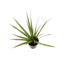 Load image into Gallery viewer, Dracaena, 3.5in, Bicolor
