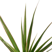 Load image into Gallery viewer, Dracaena, 3.5in, Bicolor