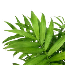 Load image into Gallery viewer, Palm, 3.5in, Neanthe Bella