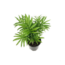 Load image into Gallery viewer, Palm, 3.5in, Neanthe Bella