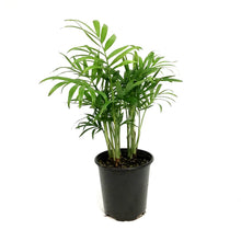 Load image into Gallery viewer, Palm, 3.5in, Neanthe Bella