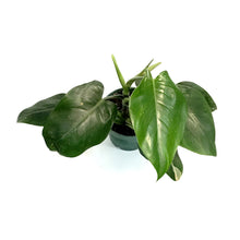Load image into Gallery viewer, Philodendron, 6in, White Wizard