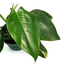 Load image into Gallery viewer, Philodendron, 6in, White Wizard