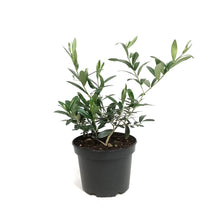Load image into Gallery viewer, Olive, 6in