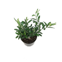 Load image into Gallery viewer, Olive, 6in
