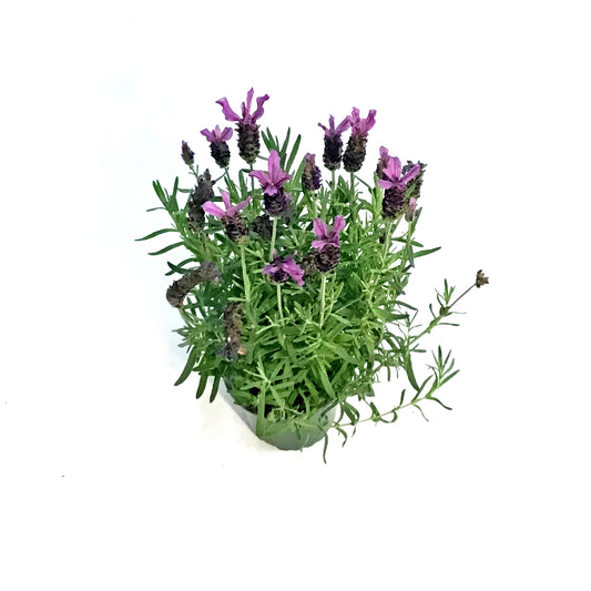 Lavender, 4in, Stoechas
