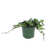 Load image into Gallery viewer, Hoya, 4in, Khroniana