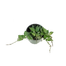Load image into Gallery viewer, Hoya, 4in, Khroniana