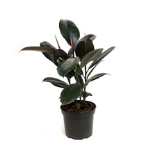 Load image into Gallery viewer, Ficus, 6in, Decora, Burgundy