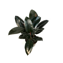 Load image into Gallery viewer, Ficus, 6in, Decora, Burgundy