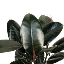 Load image into Gallery viewer, Ficus, 6in, Decora, Burgundy