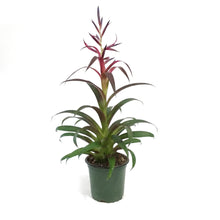 Load image into Gallery viewer, Bromeliad, 4in, Tillandsia