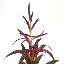 Load image into Gallery viewer, Bromeliad, 4in, Tillandsia