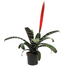 Load image into Gallery viewer, Bromeliad, 6in,Flaming Sword