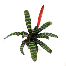 Load image into Gallery viewer, Bromeliad, 6in,Flaming Sword