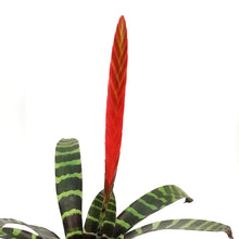 Load image into Gallery viewer, Bromeliad, 6in,Flaming Sword